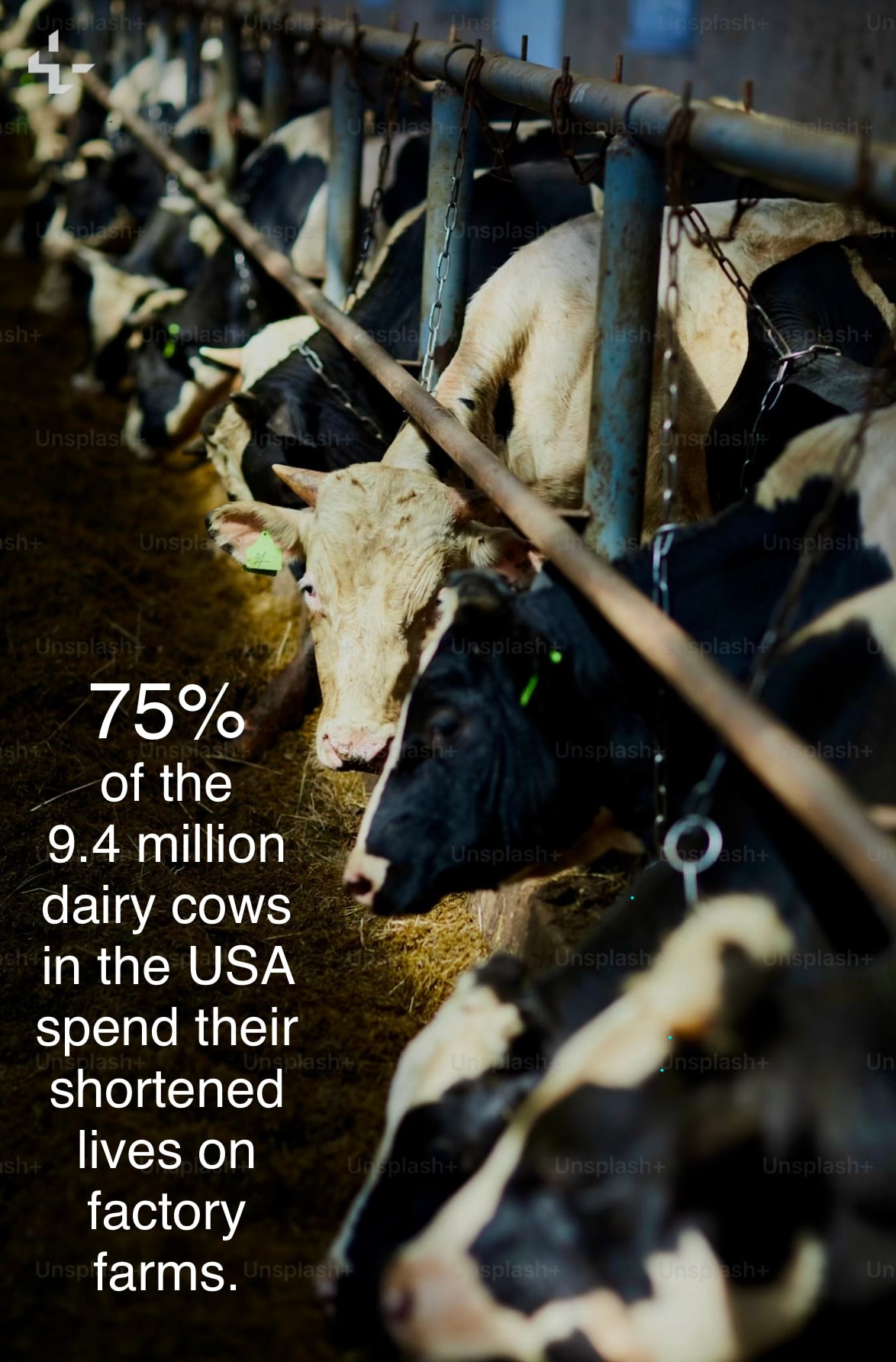75% of the 9.4 million dairy cows in the USA spend their shortened lives on factory farms.