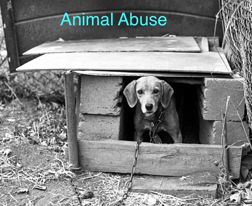 Animal Abuse — chained dog in inadequate shelter