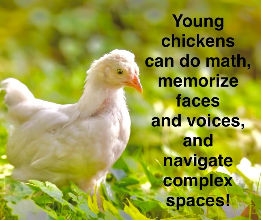 Young chickens can do math, memorize faces and voices, and navigate complex spaces!