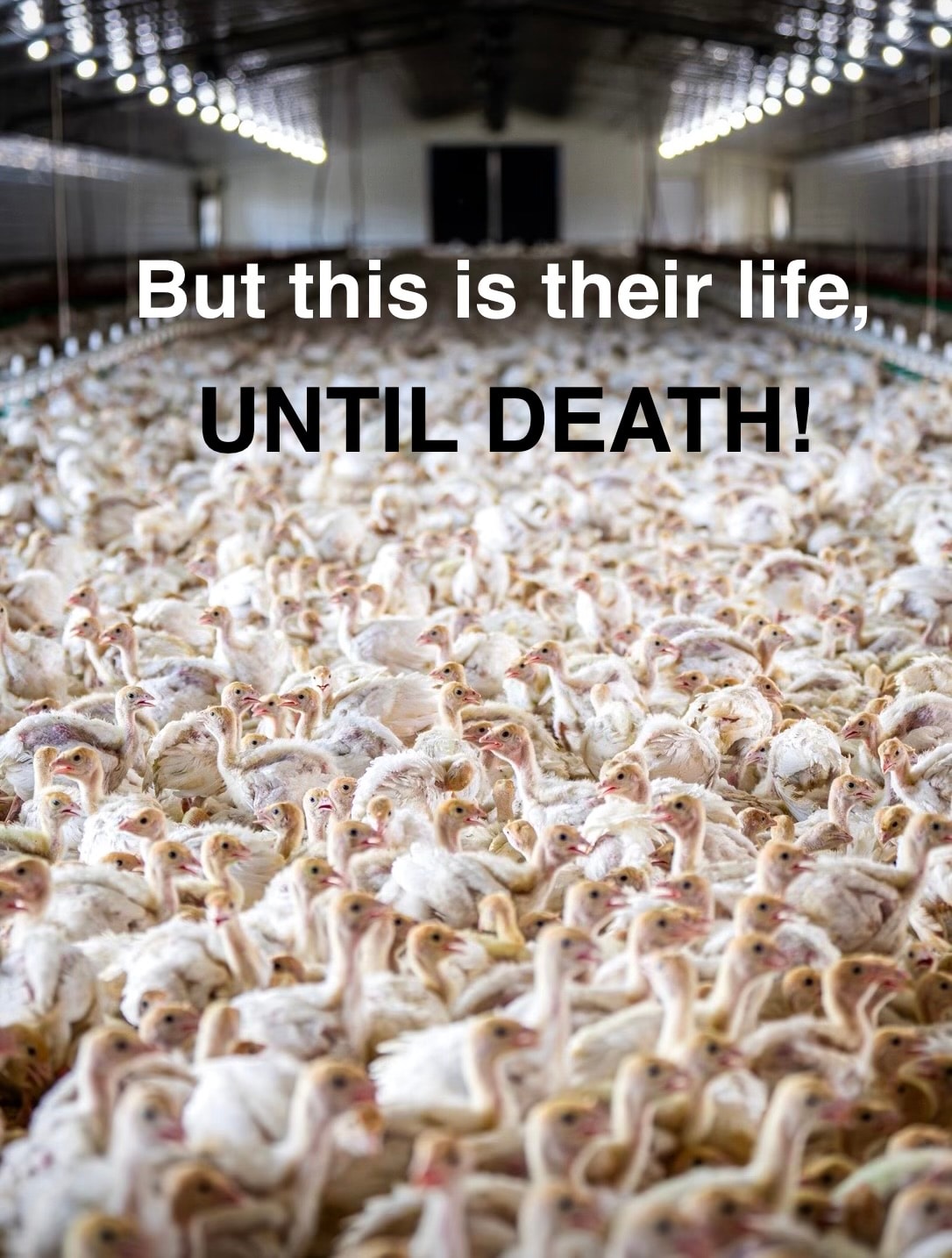 But this is their life, UNTIL DEATH! — industrial poultry farming facility packed with chickens