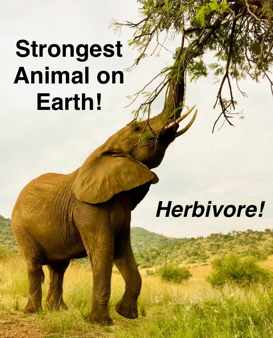 Strongest Animal on Earth! Herbivore! — elephant reaching for tree branches