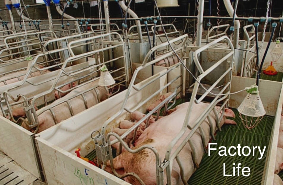 Factory Life — pigs confined in industrial farming facility