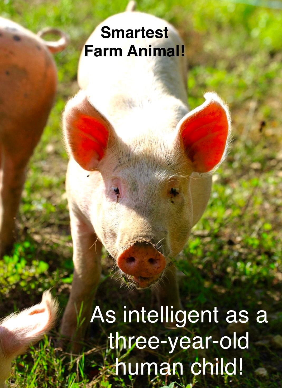 Smartest Farm Animal! Pigs are as intelligent as a three-year-old human child!