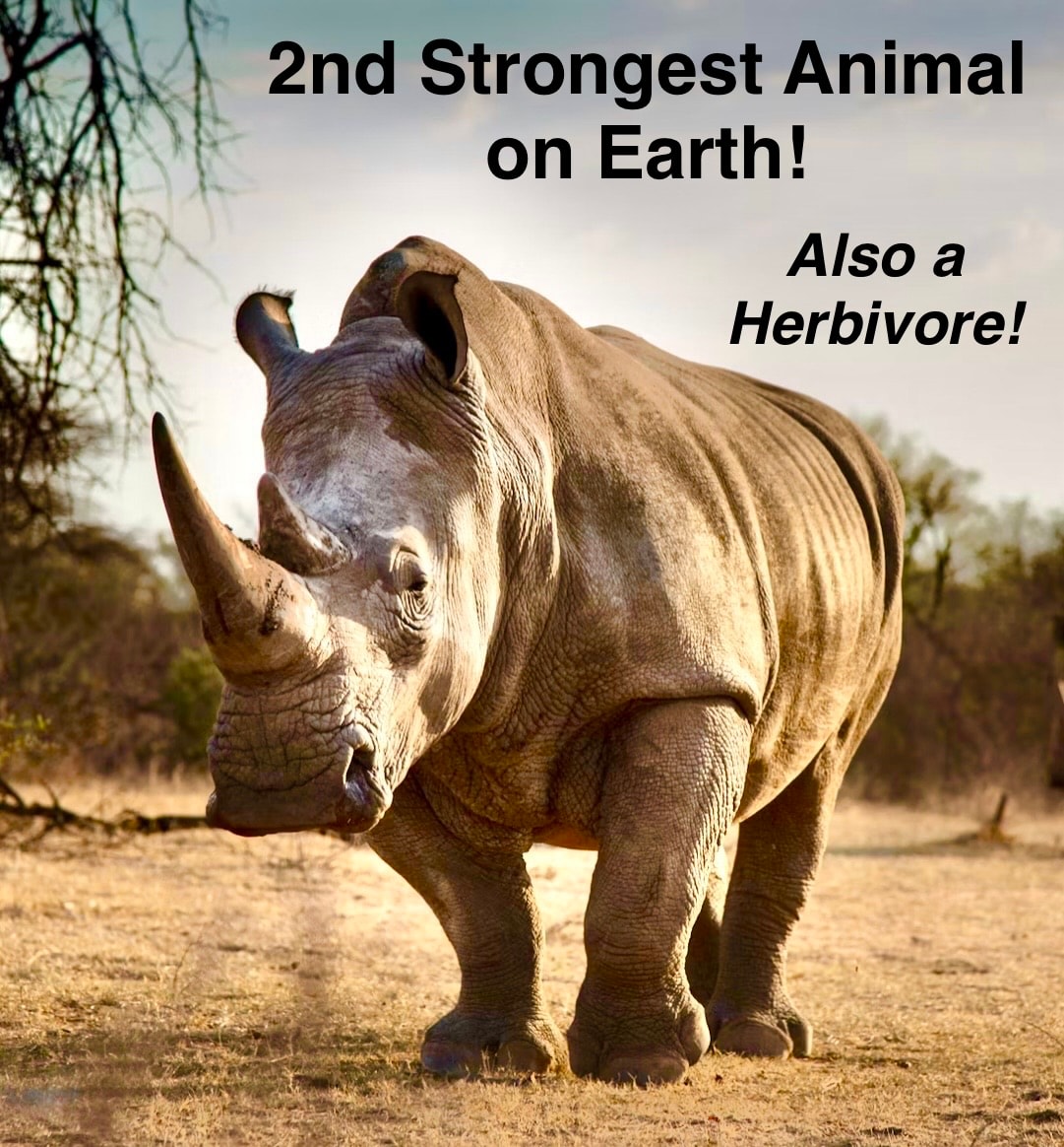 2nd Strongest Animal on Earth! Also a Herbivore! — rhinoceros in the wild