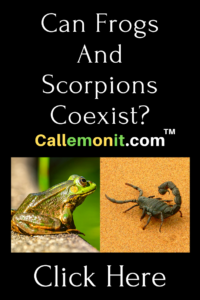 Can Frogs And Scorpions Coexist? — Callemonit